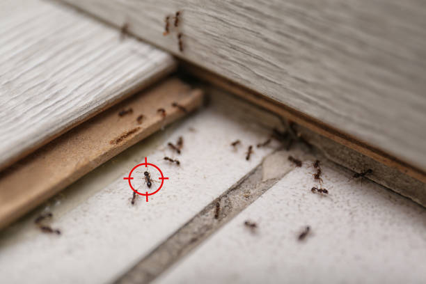 Best Termite Control Services  in Parchment, MI