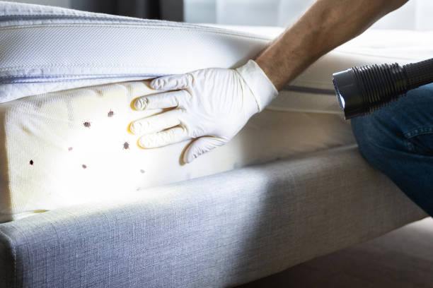Best Local Pest Control Services  in Parchment, MI