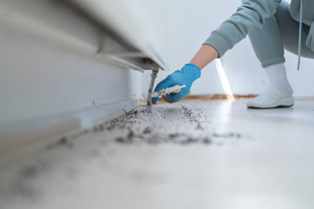 Best Affordable Pest Control Services  in Parchment, MI
